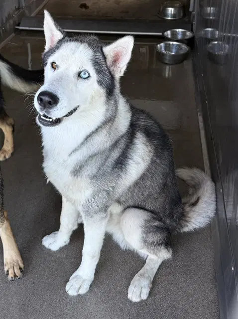 Phillip - Siberian Husky
