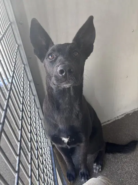 Owen - German Shepherd Dog