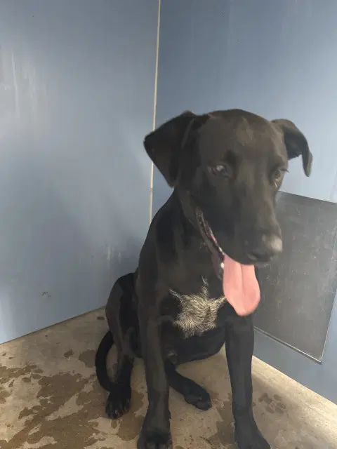 Garth - Labrador Retriever