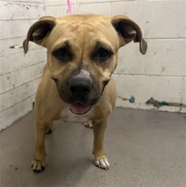 Florence - Pit Bull Terrier