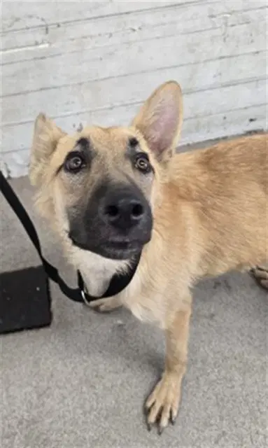 Clive - Belgian Shepherd Malinois