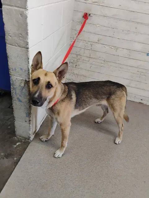 Rocky - German Shepherd Dog