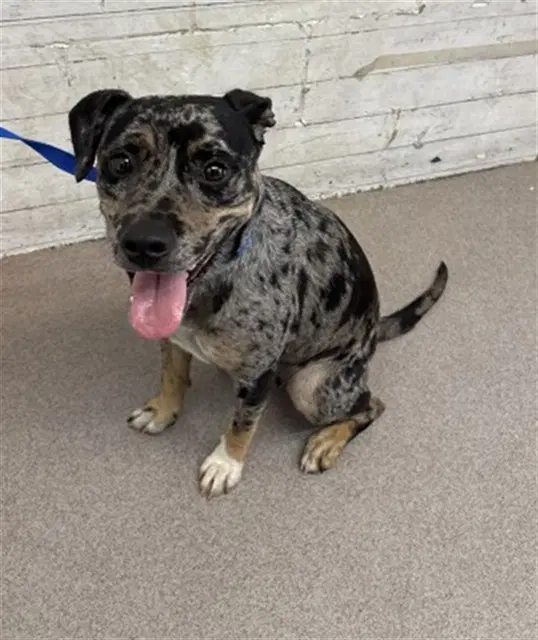 Ophelia - Pit Bull Terrier