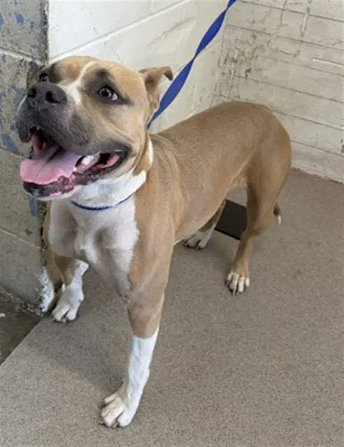 Trixie - Pit Bull Terrier