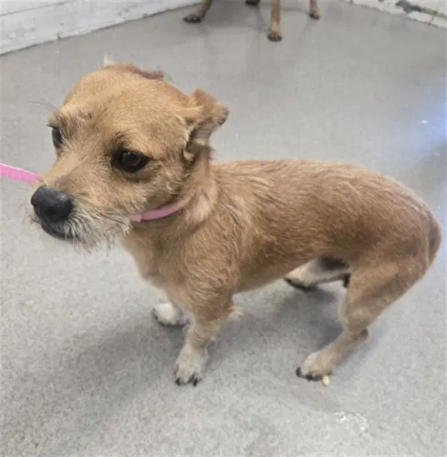 Patrick - Norfolk Terrier