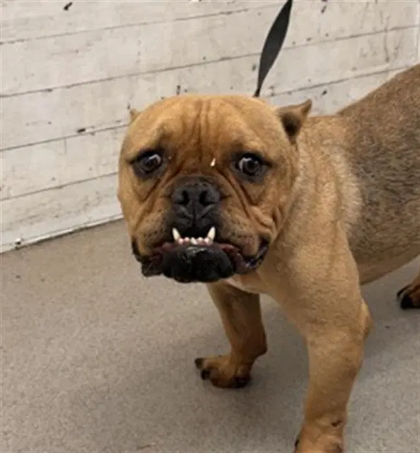 Monty - Bulldog