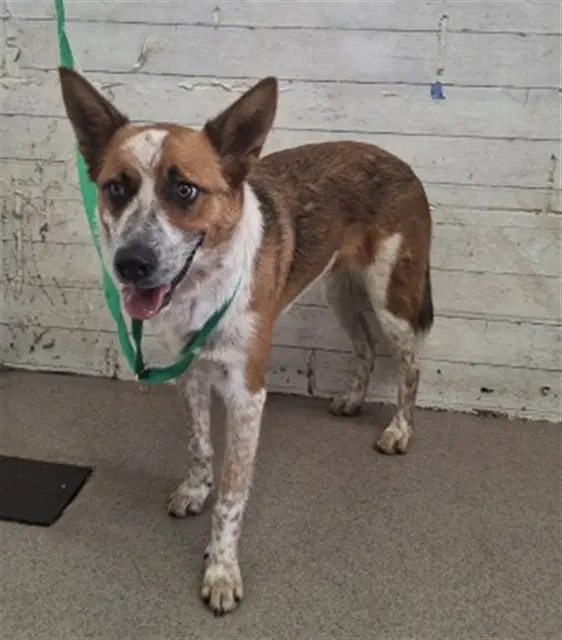 Tom - Australian Cattle Dog/Blue Heeler