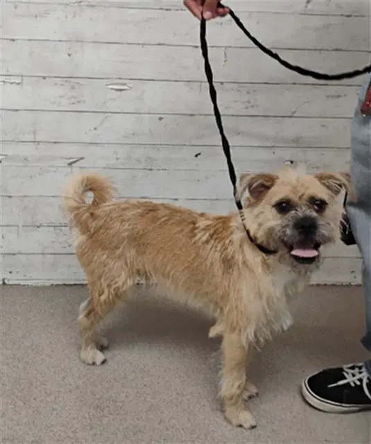 Machego - Border Terrier