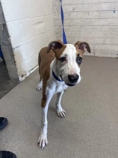 Cookie Butter - Pit Bull Terrier