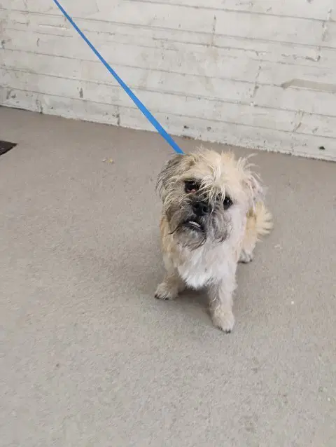 Miguel - Border Terrier
