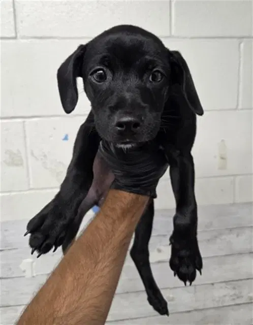 Odessa - Labrador Retriever