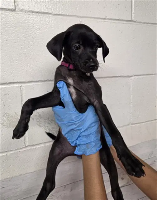 Olivia - Labrador Retriever