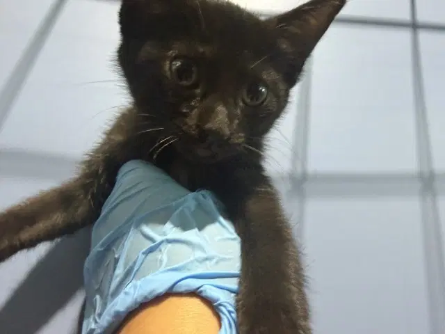 Obsedian - Domestic Short Hair