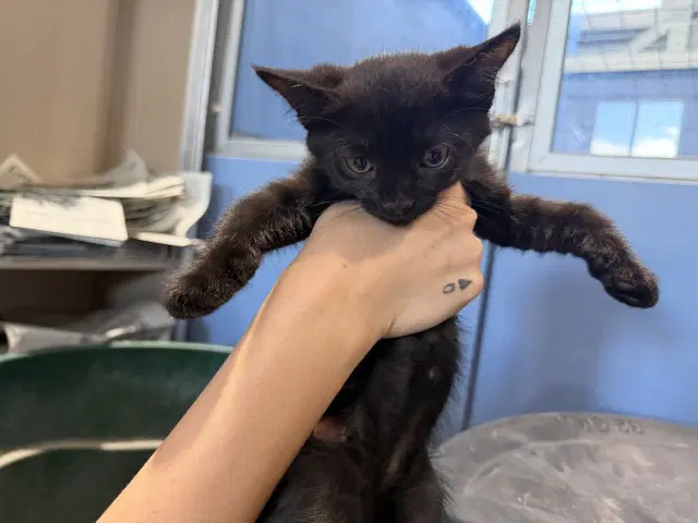 Mars - Domestic Short Hair
