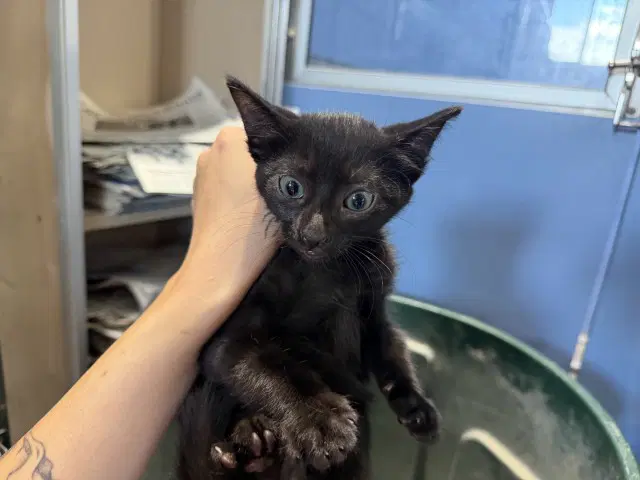 Jupiter - Domestic Short Hair