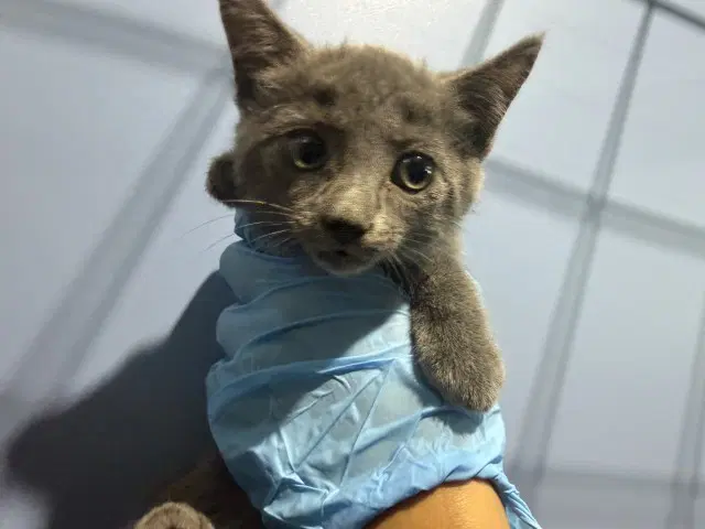 Saturn - Domestic Short Hair