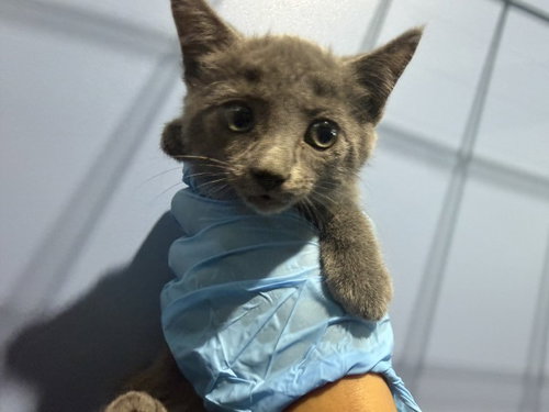 picture of the cat needing adoption