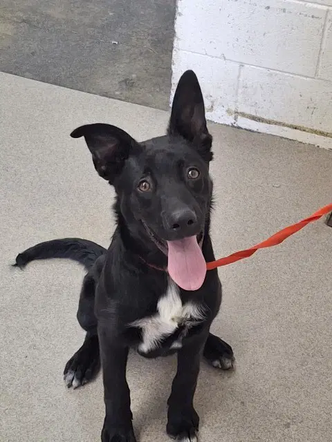 Bolt - Labrador Retriever