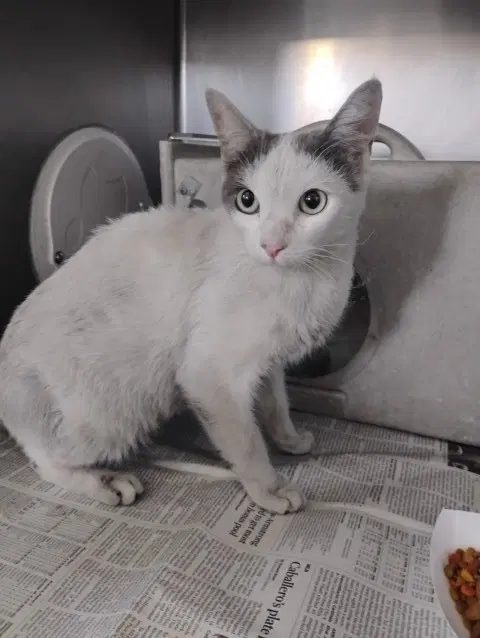 Petunia - Domestic Short Hair