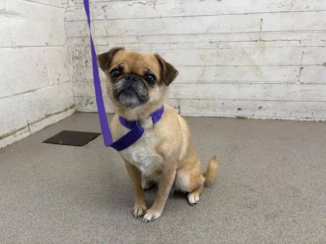 Maxine - Pug