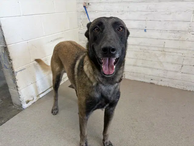 Murphy - Belgian Shepherd Malinois