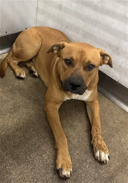Raymond - Pit Bull Terrier