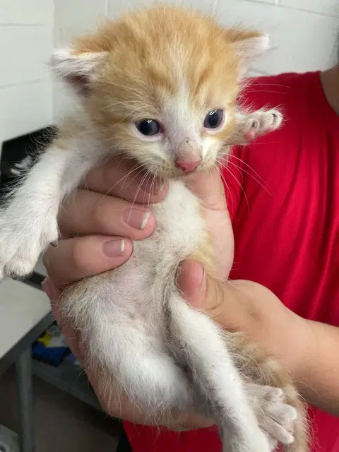 Neptune - Domestic Short Hair