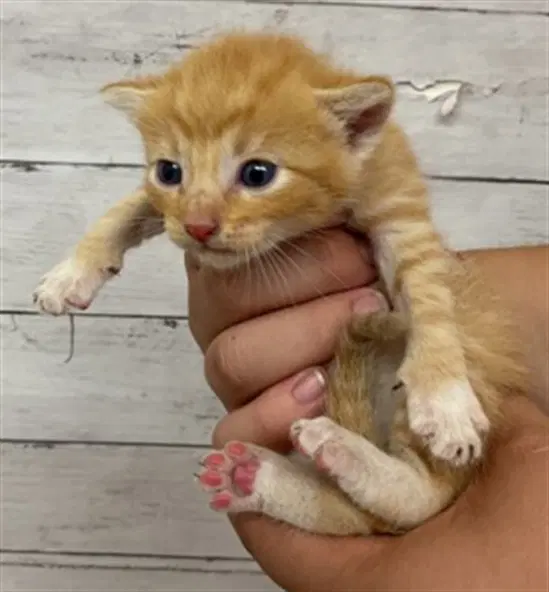Triton - Domestic Short Hair