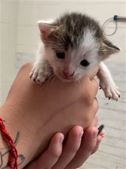 Captain - Domestic Short Hair