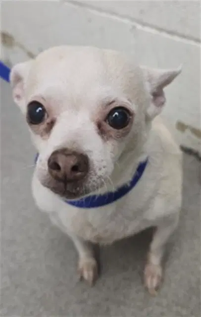 Lourdes - Chihuahua