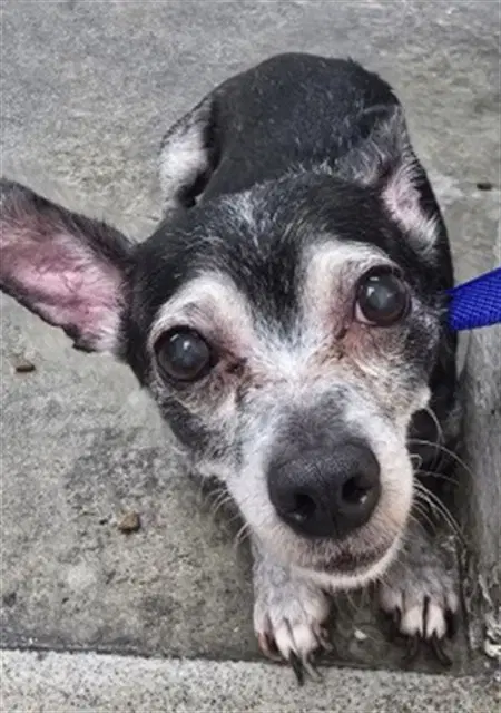 Ethel - Chihuahua