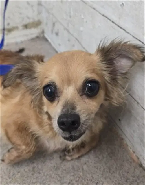 Peach - Chihuahua