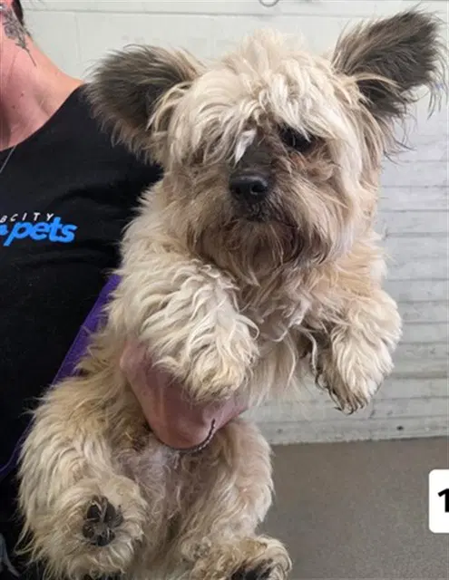 Ewok - Terrier
