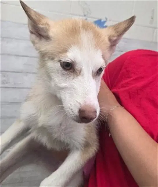 Randy - Siberian Husky