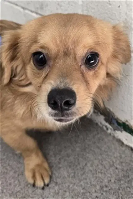 Blake - Chihuahua