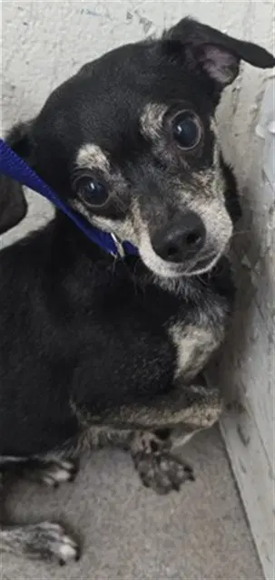 Charlie - Chihuahua