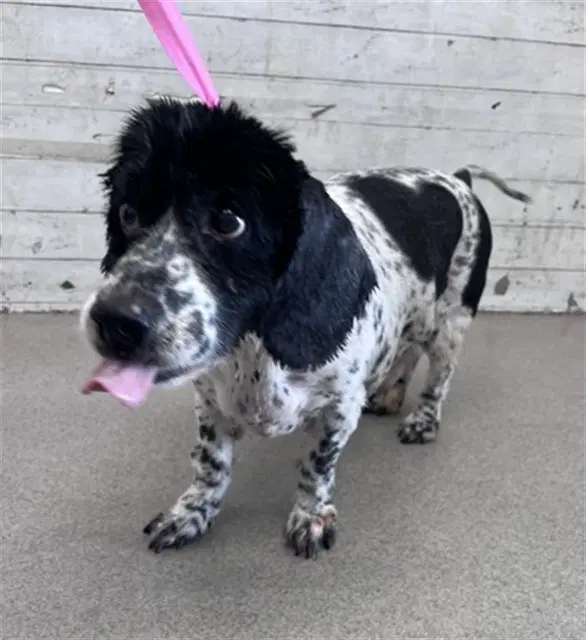 Gizmo - Cocker Spaniel