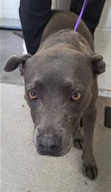 Prim - Pit Bull Terrier