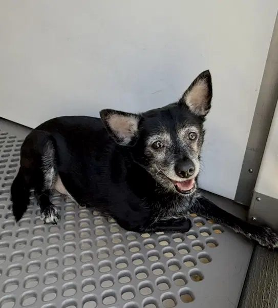 Elmer - Chihuahua