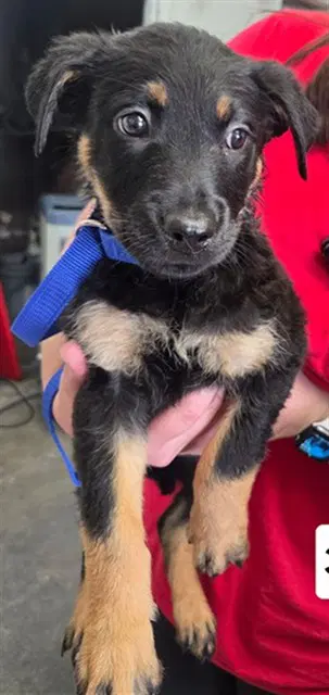Pepper - German Shepherd Dog