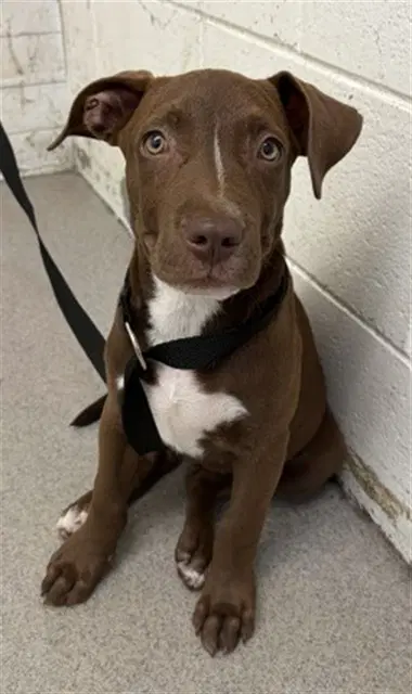 Lulu - Pit Bull Terrier