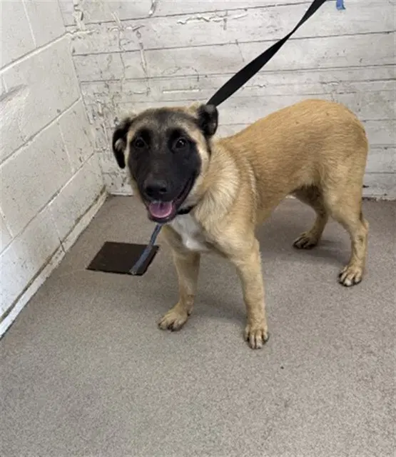 Unknown - German Shepherd Dog