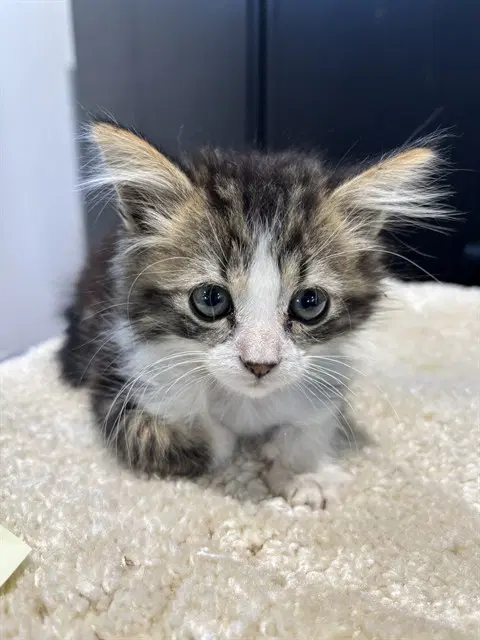 Daria - Domestic Short Hair