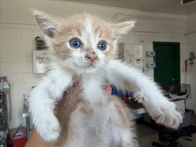 Tommy - Domestic Short Hair