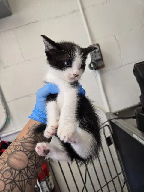 Buttercup - Domestic Short Hair