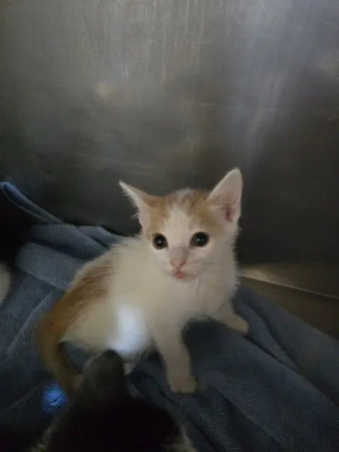 Olie - Domestic Short Hair