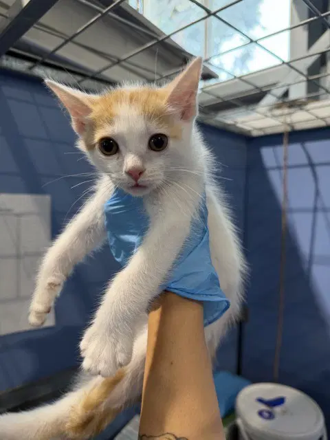 Olie - Domestic Short Hair