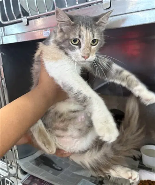Blossom - Domestic Short Hair