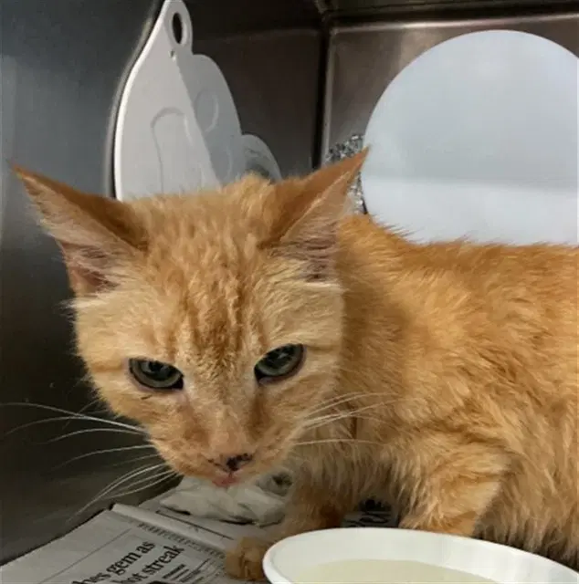 Doug - Domestic Medium Hair