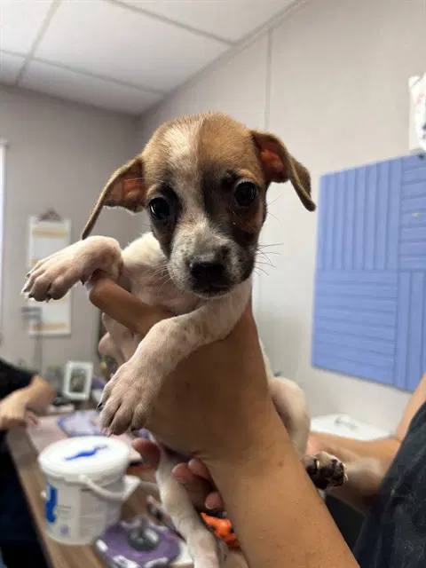 Wishbone - Pit Bull Terrier